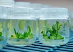 Benefits of Buying Wholesale Tissue Culture Plants for Commercial Growers