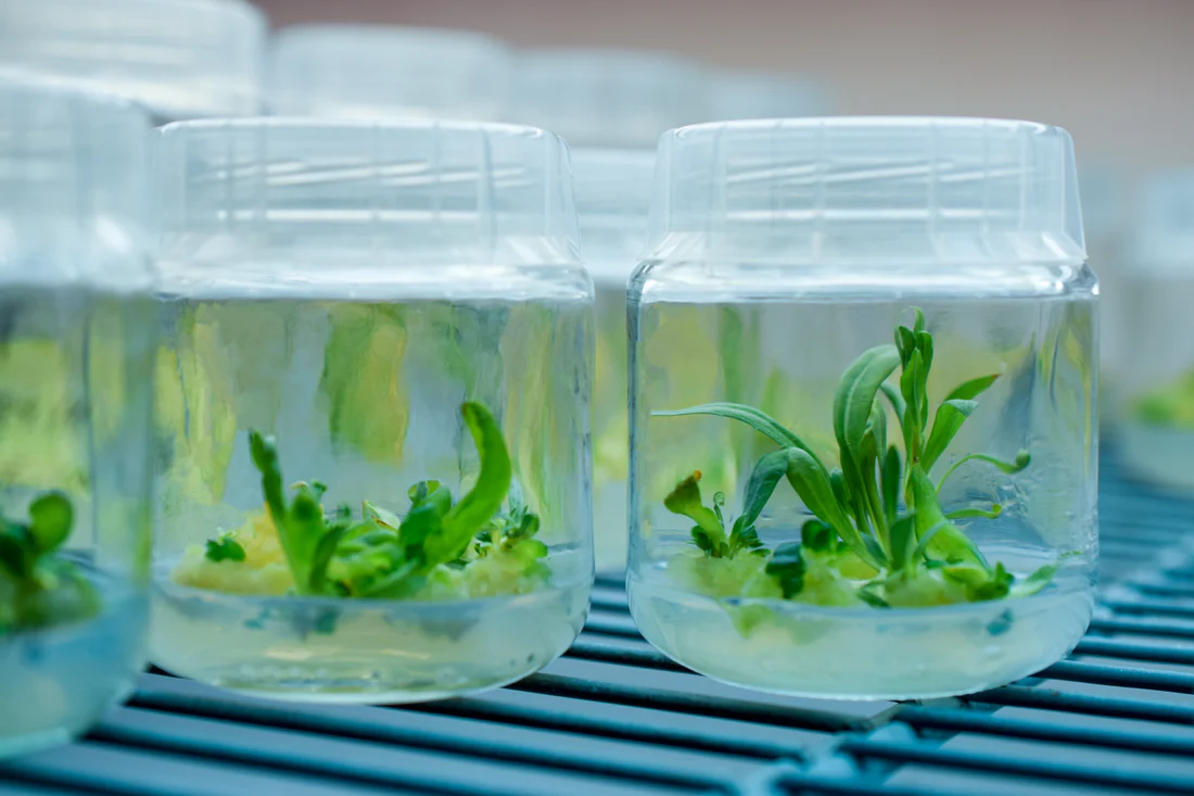 Tissue Culture Plants